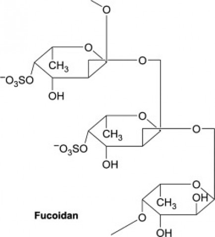 Trọng lượng phân tử Fucoidan ảnh hưởng đến khả năng hấp thụ của cơ thể như thế nào?